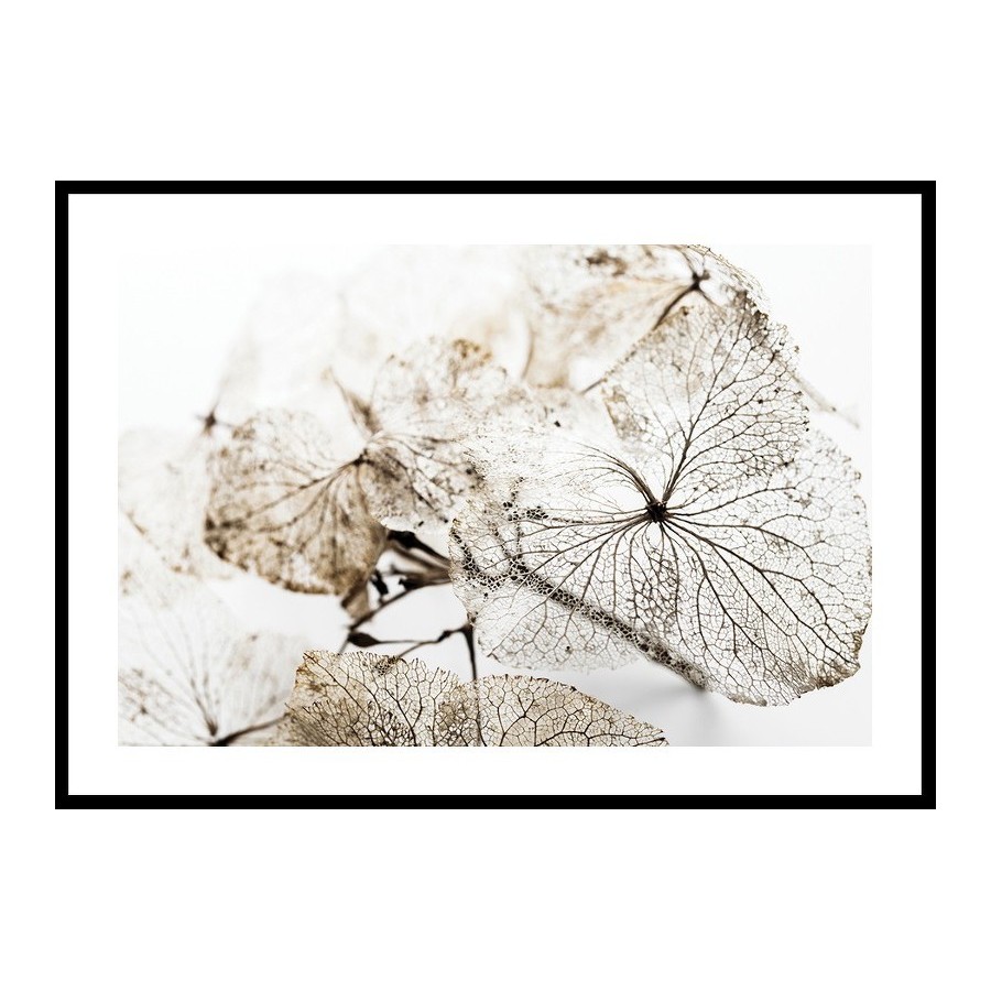 Poster Gallerix Dried Leaf