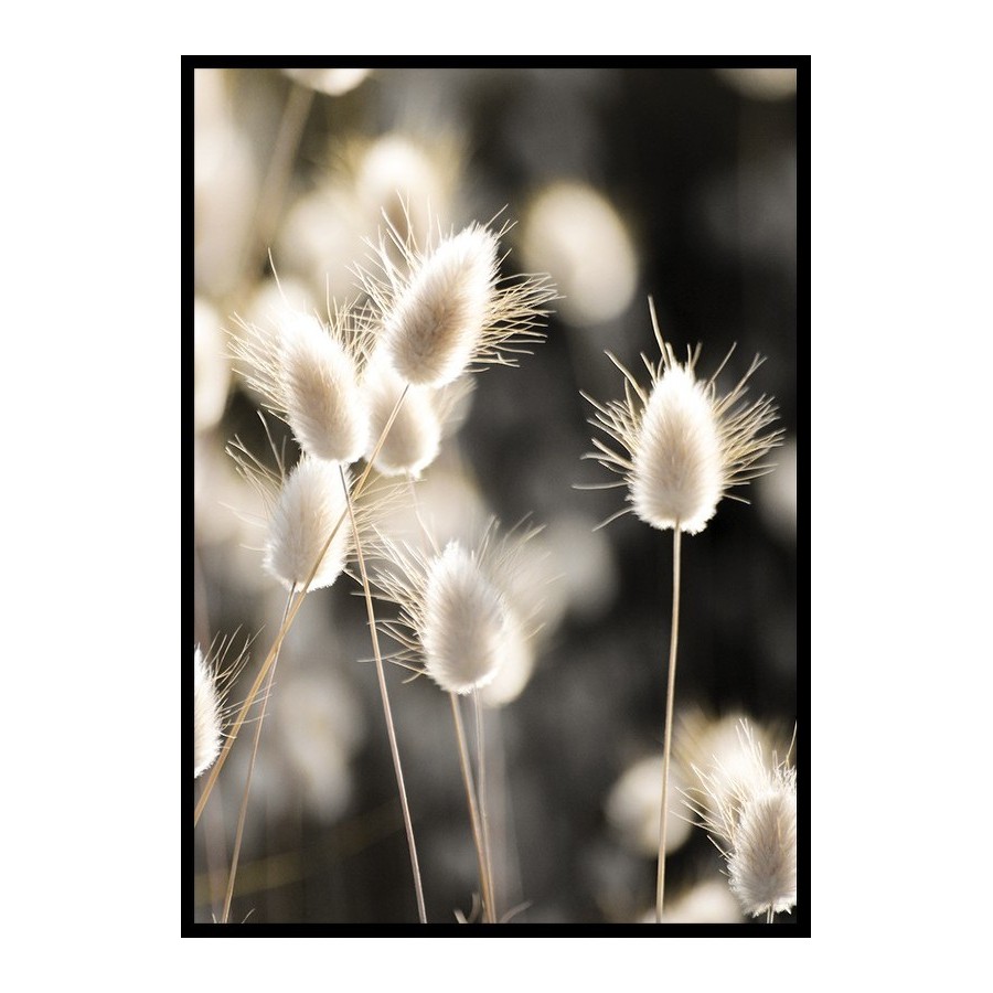 Poster Gallerix Grass In Sunlight