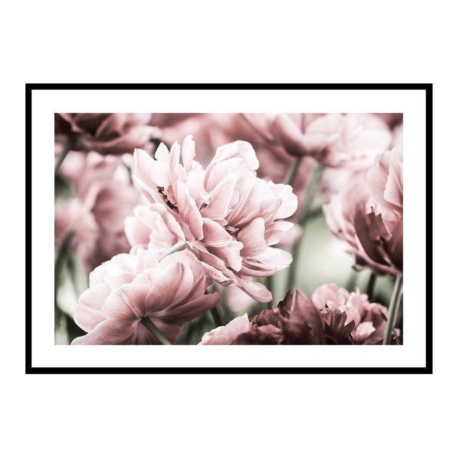 Poster Gallerix Pink Tulip