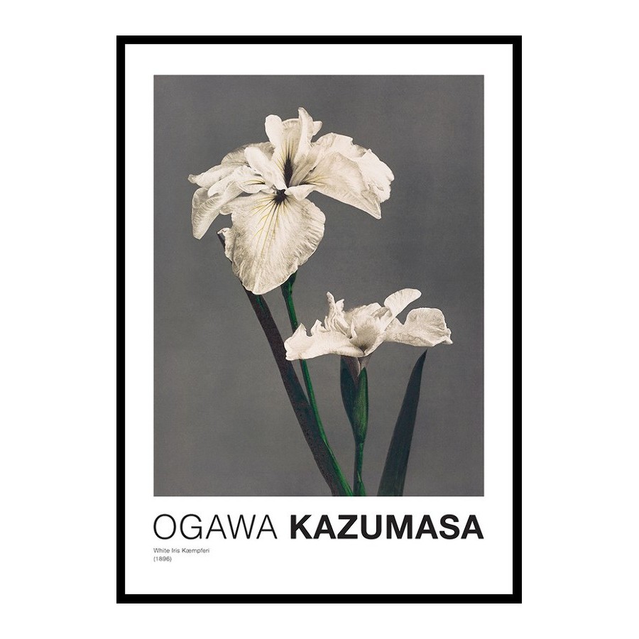 Poster Gallerix White Iris Kæmpferi By Kazumasa Ogawa