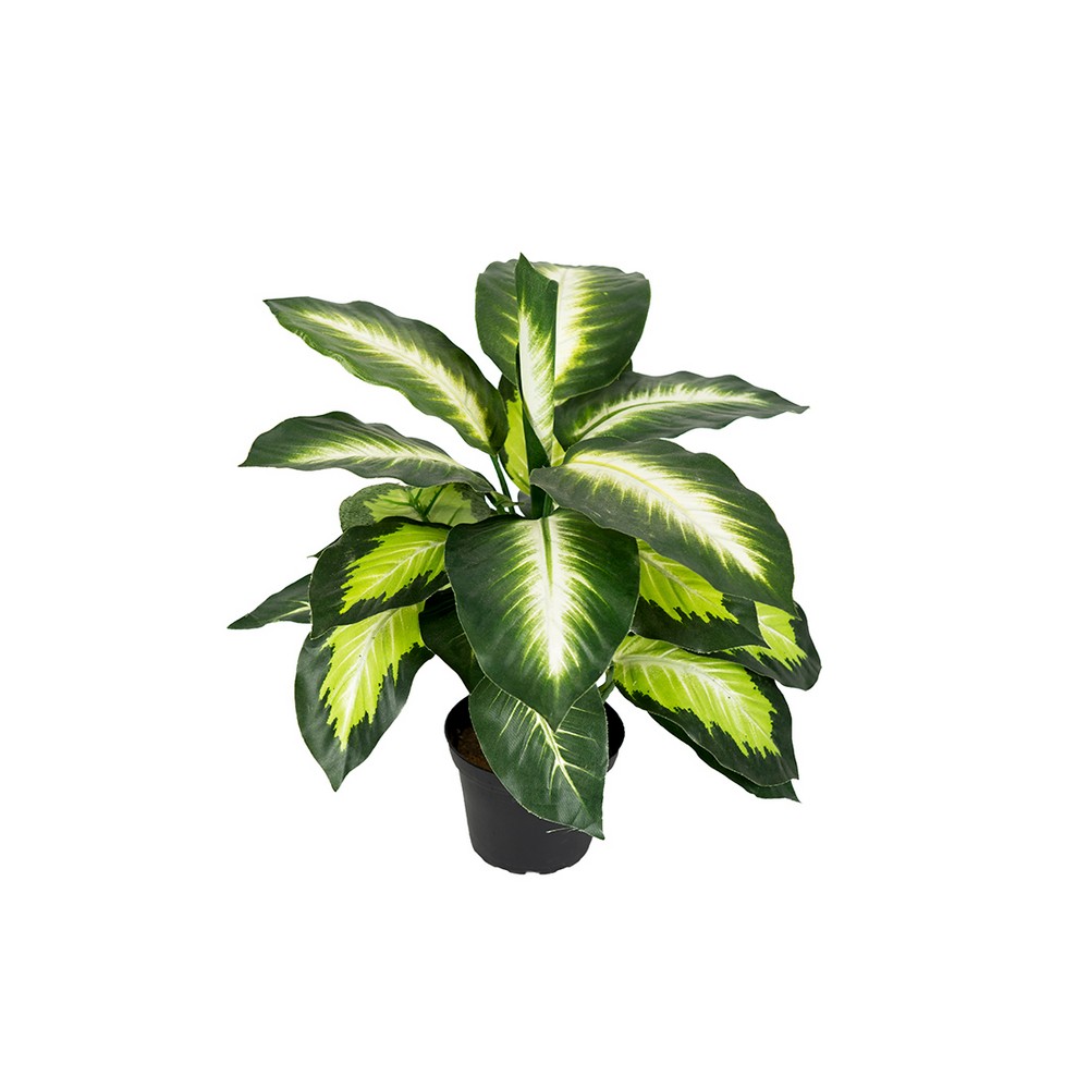 Konstväxt Fröken Fräken Prickblad Grön/Vit