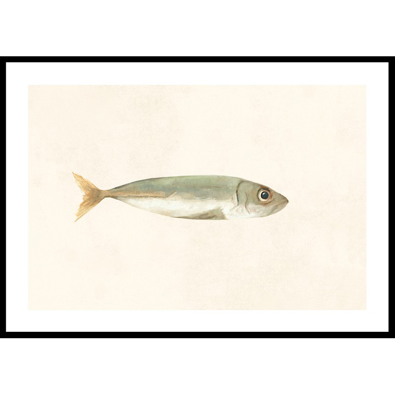 Poster Gallerix Colored Sardine