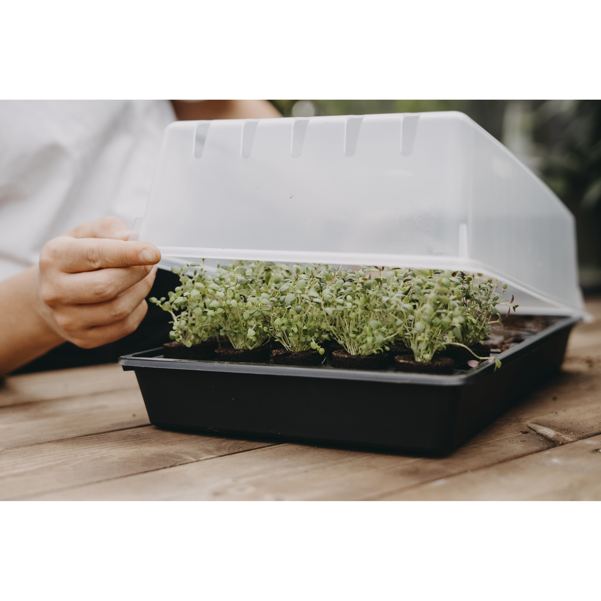 Drivhus Nelson Garden Mini Air Med Brätte & Plugg 24x38cm