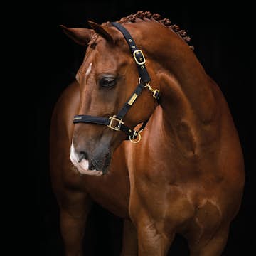 Grimma HANSBO SPORT The Equestrian Life Full
