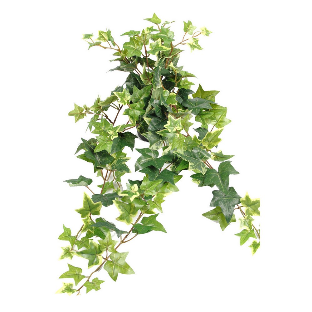 Konstväxt Fröken Fräken Murgröna Grön Kruka