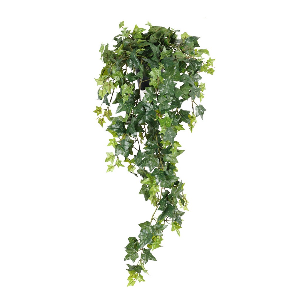 Konstväxt Fröken Fräken Murgröna Grön Ampel