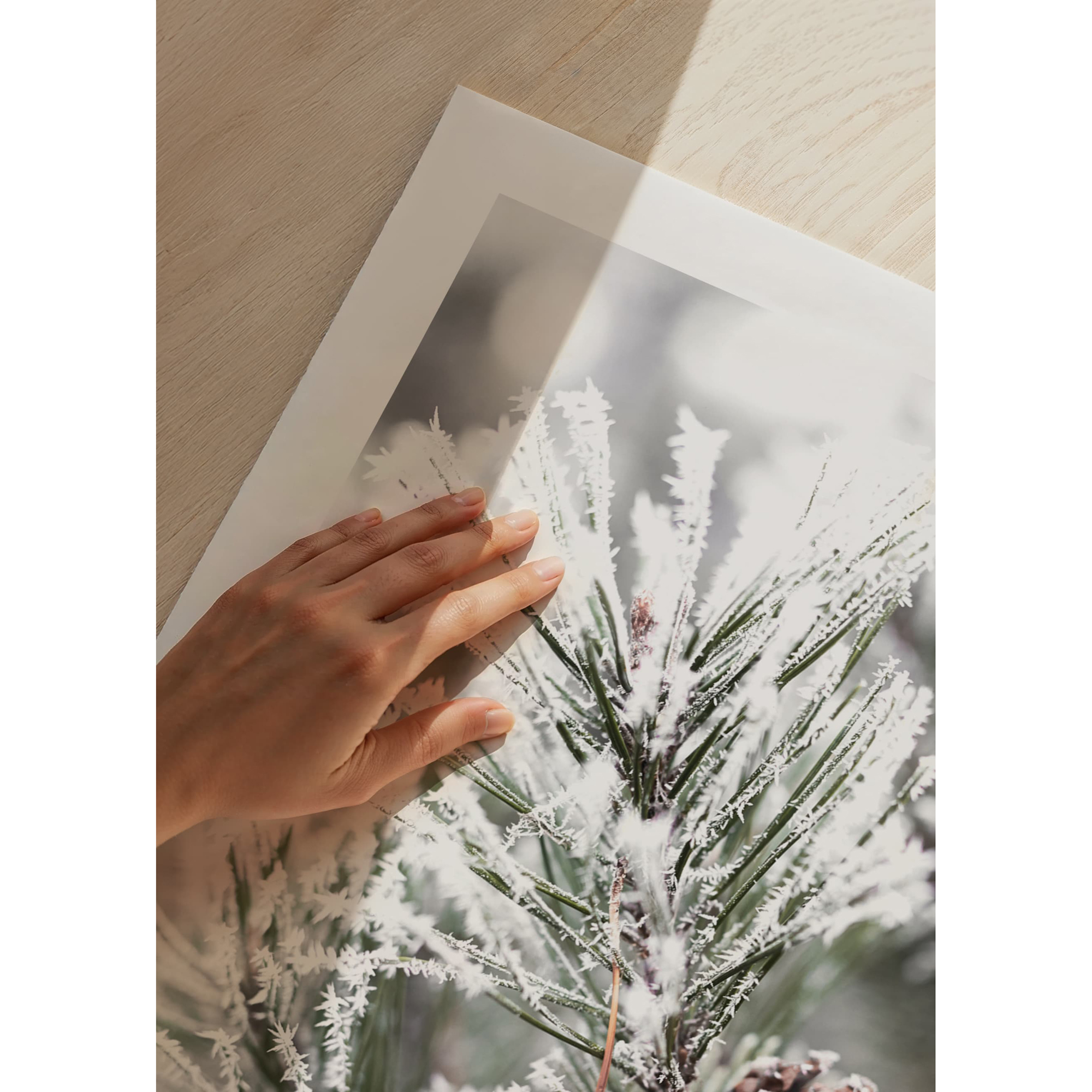 Poster Gallerix Snowy Fir Branch