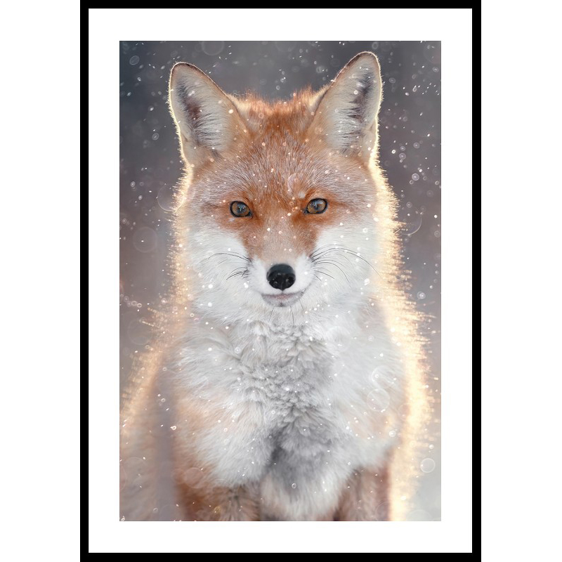 Poster Gallerix Red Fox