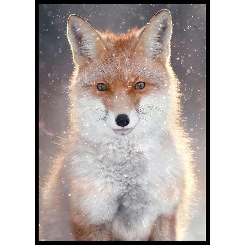 Poster Gallerix Red Fox