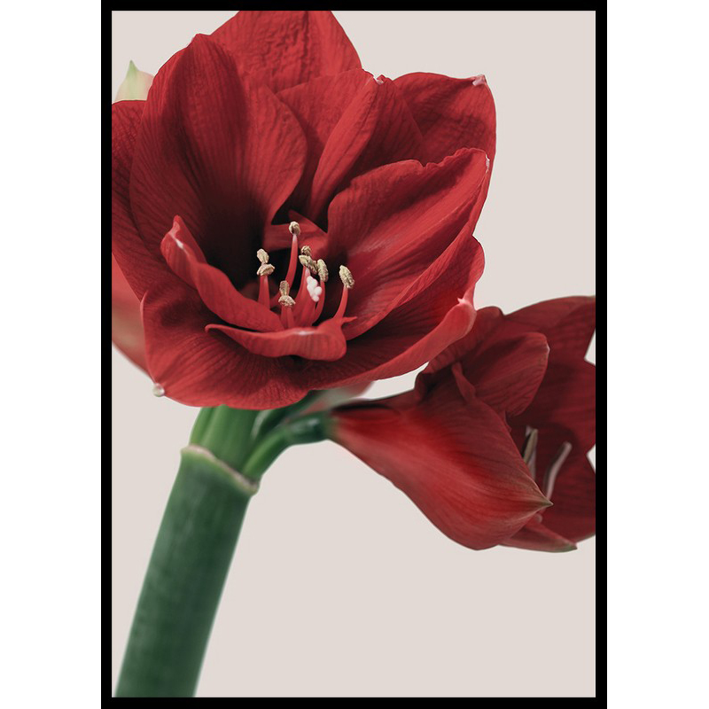 Poster Gallerix Red Amaryllis