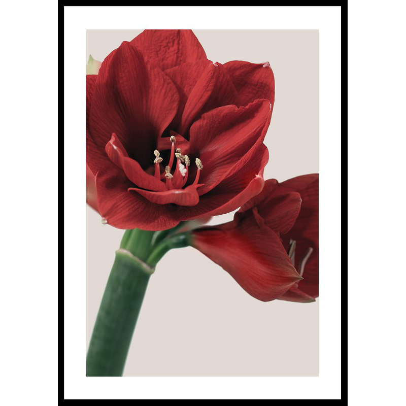 Poster Gallerix Red Amaryllis