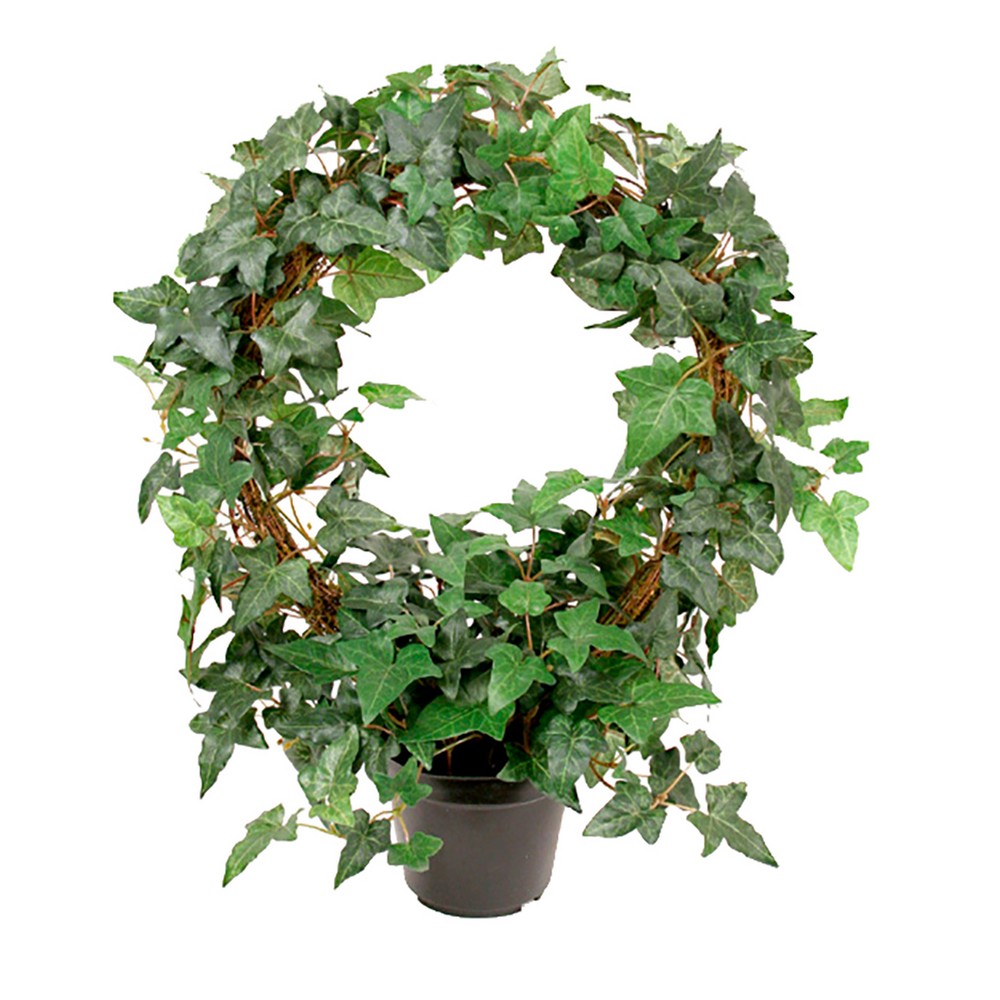 Konstväxt Fröken Fräken Murgröna Grön Uppbunden Rund