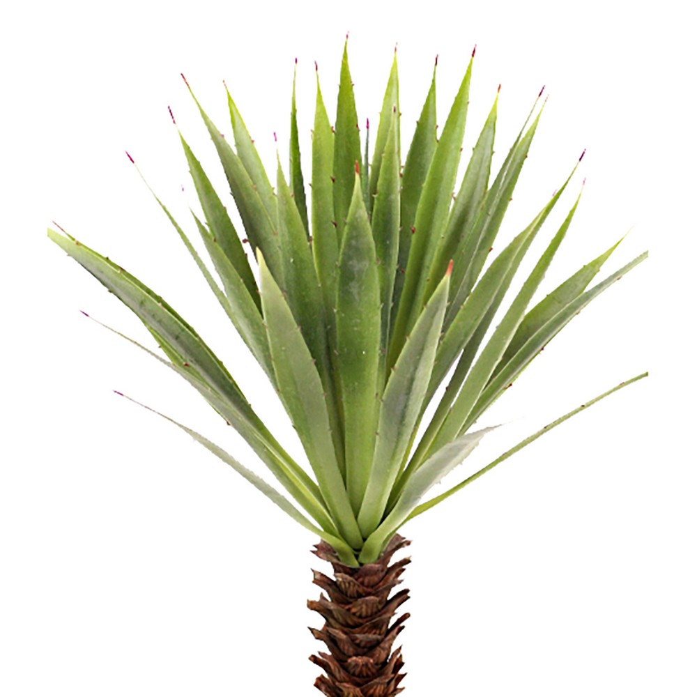 Konstväxt Fröken Fräken Agave Grön
