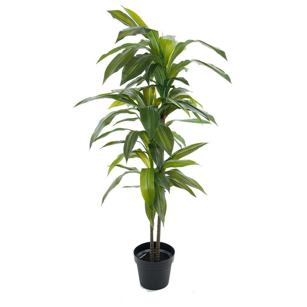 Konstväxt Fröken Fräken Dracena