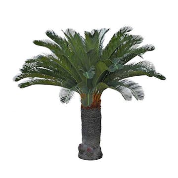 Konstväxt Fröken Fräken Cycas Palm