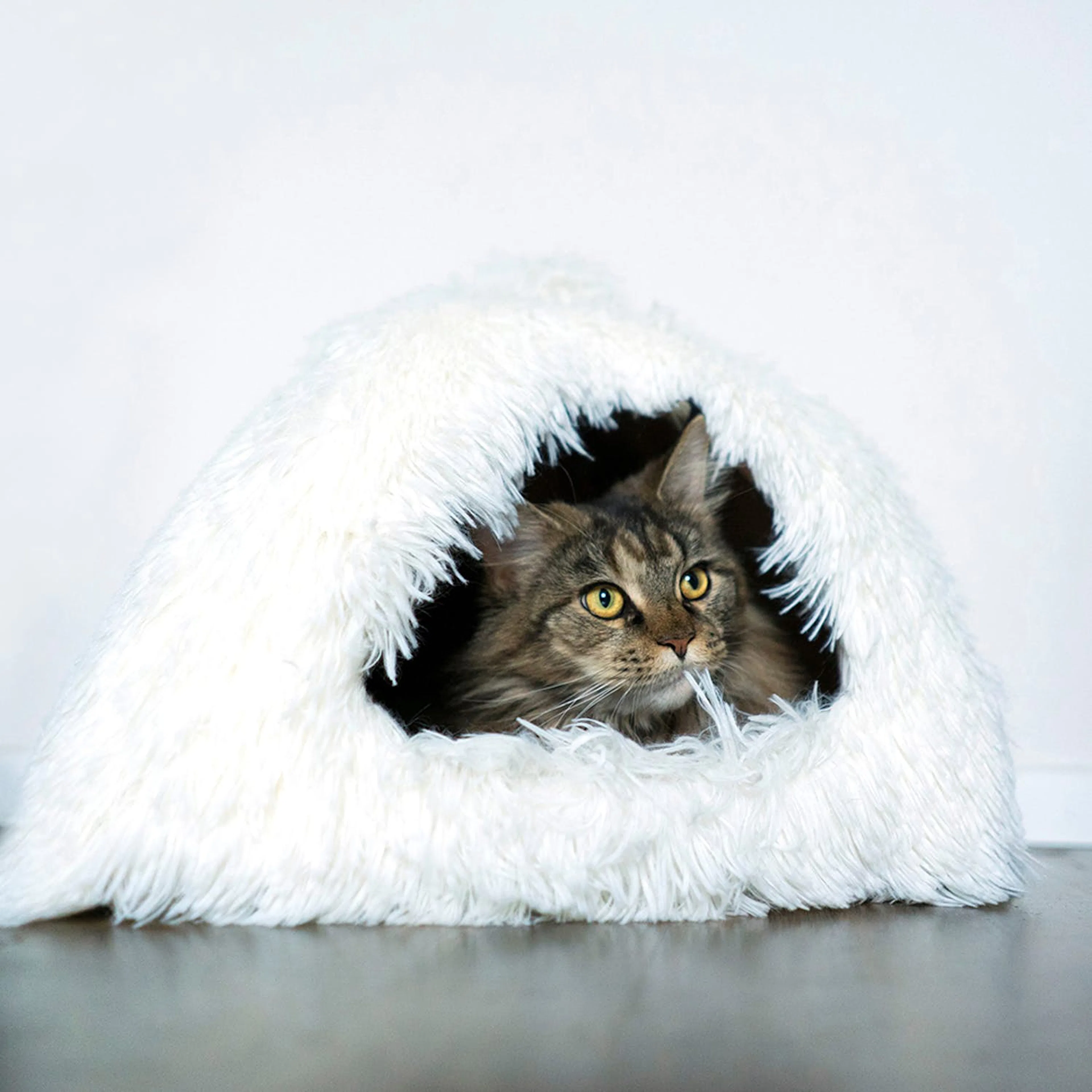 Katt