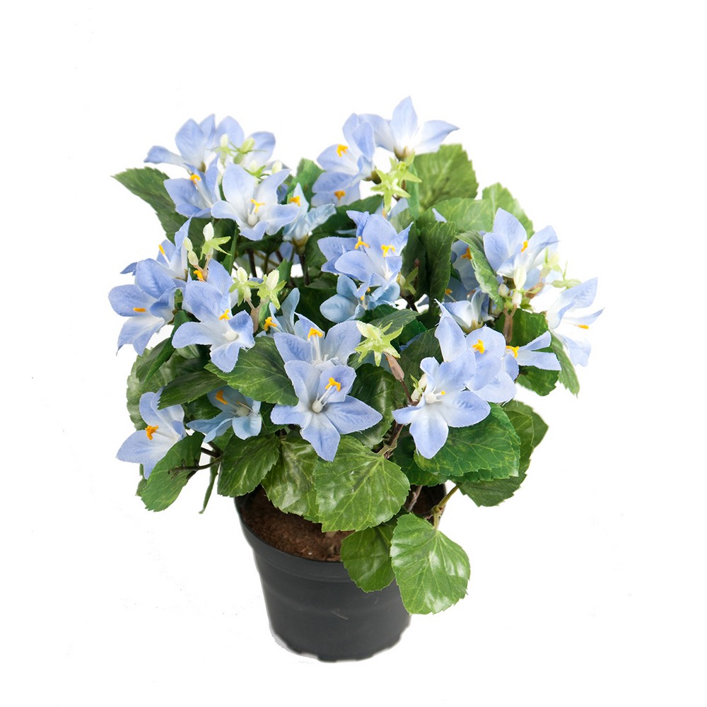 Konstväxt Fröken Fräken Campanula