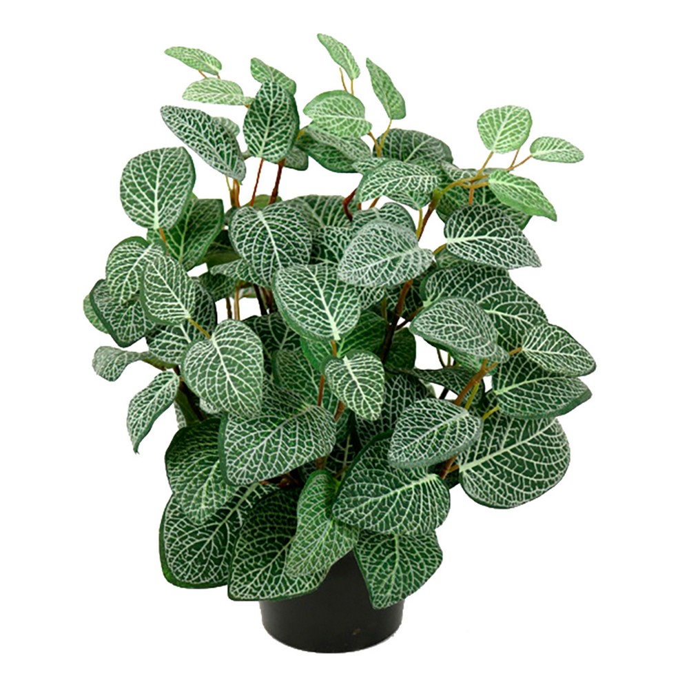 Konstväxt Fröken Fräken Fittonia Grön/Vit