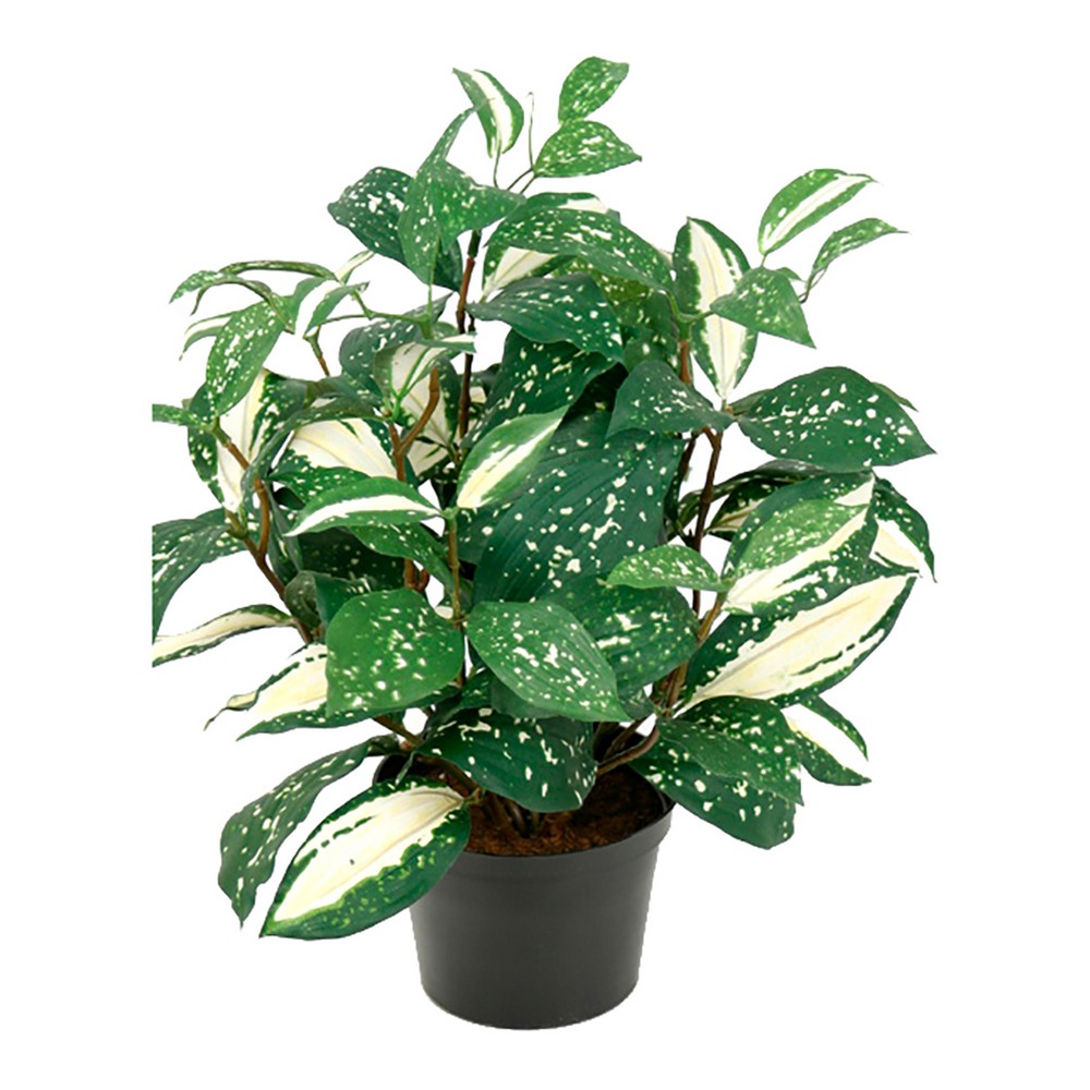 Konstväxt Fröken Fräken Cordyline Grön/Vit