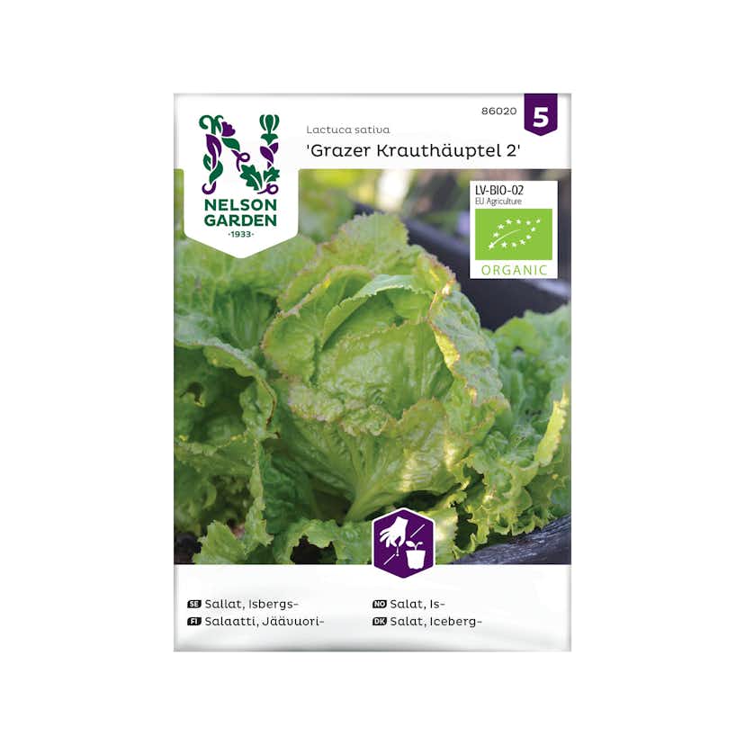 Frö Isbergssallat Nelson Garden Grazer Krauthäuptel 2