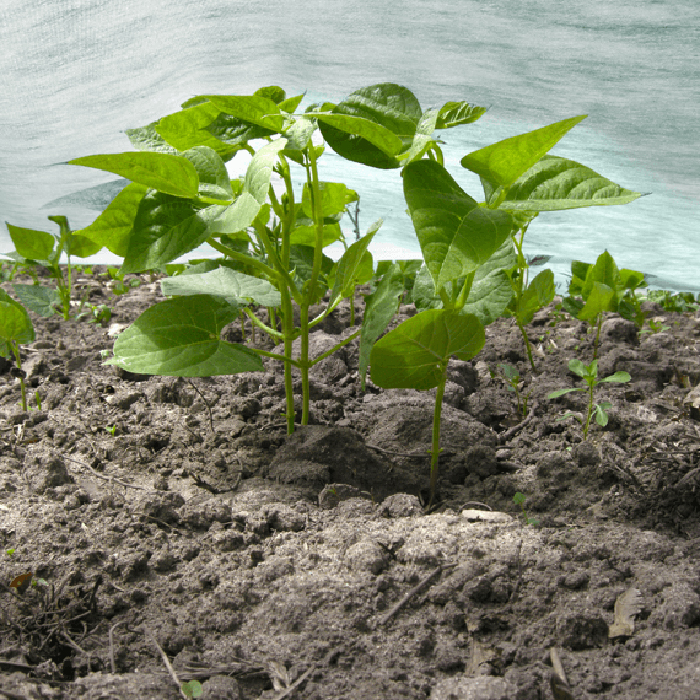 Fiberduk Jabo Agrimpex Agro-Marina 1,6x10 m Turkos