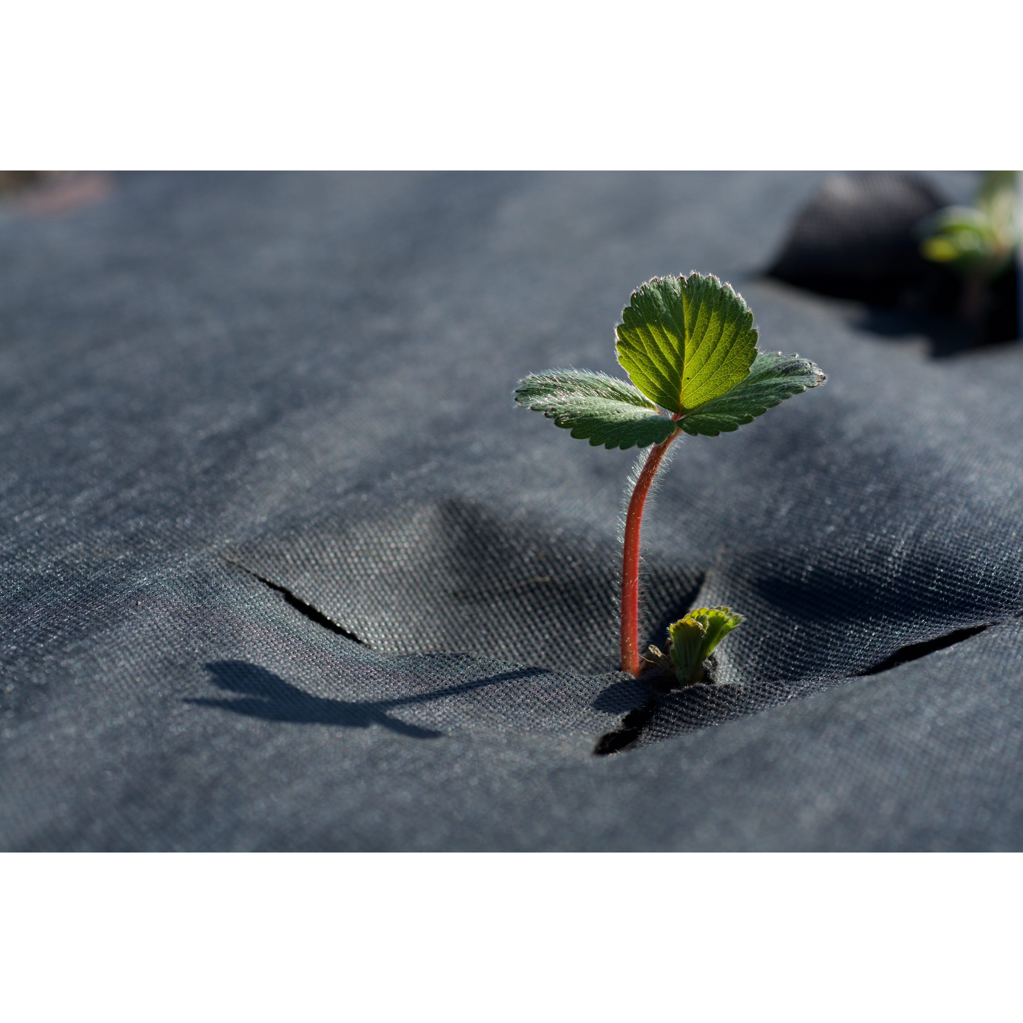 Jordgubbsduk Jabo Agrimpex med Förskurna Hål 1,2x10 m