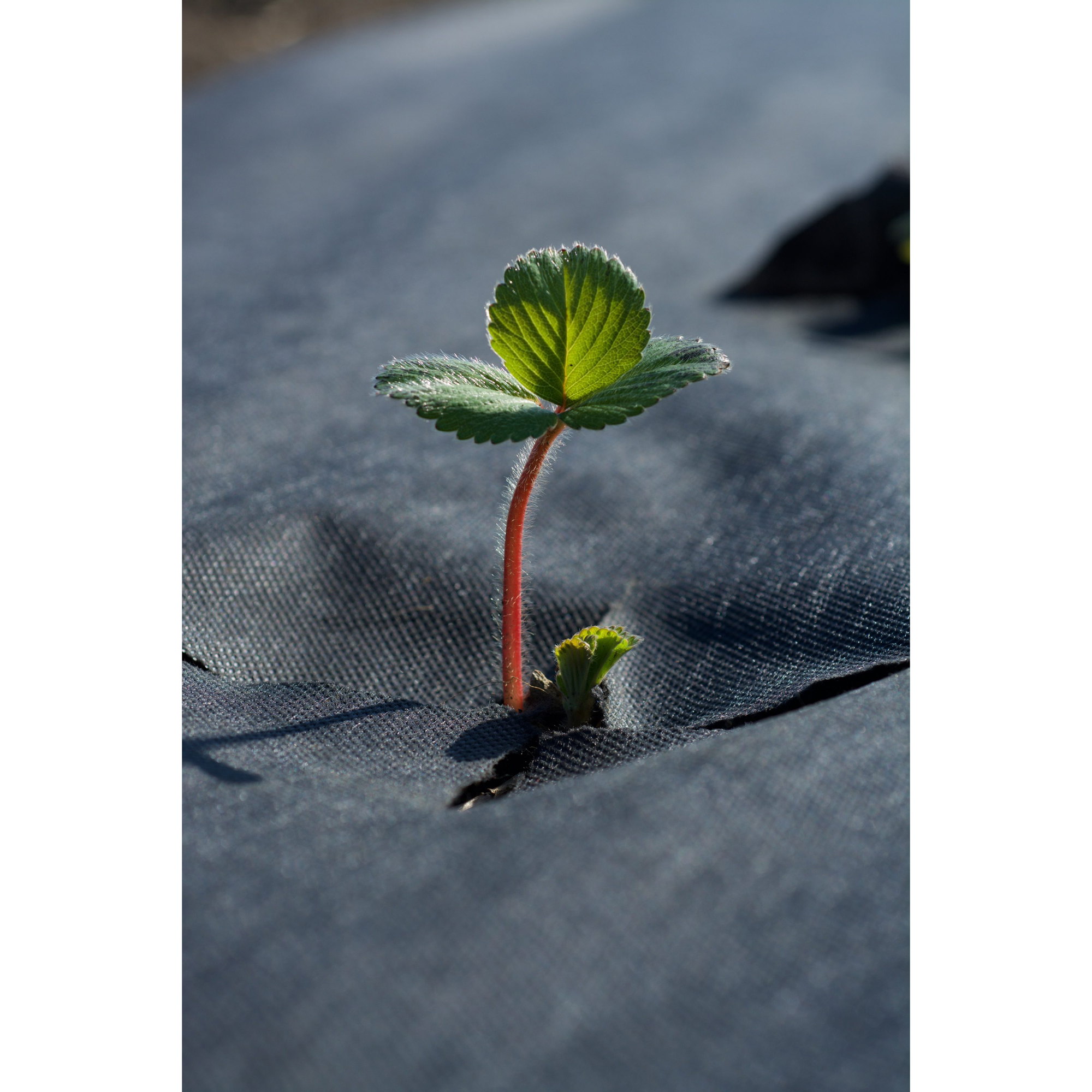 Jordgubbsduk Jabo Agrimpex med Förskurna Hål 1,2x10 m