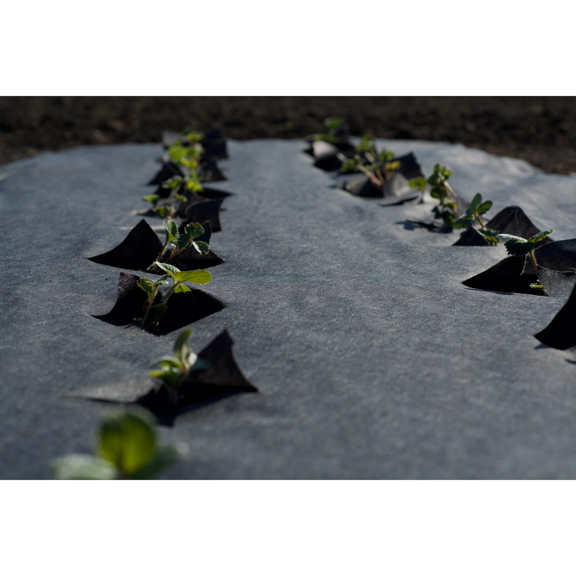 Jordgubbsduk Jabo Agrimpex med Förskurna Hål 1,2x10 m