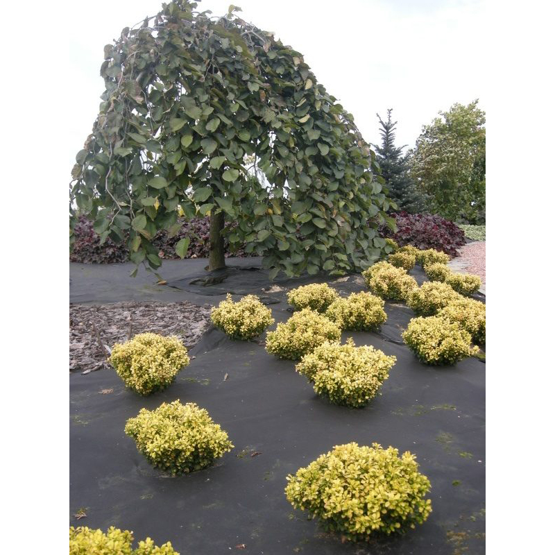 Barduk Jabo Agrimpex 1,6x10 m Svart