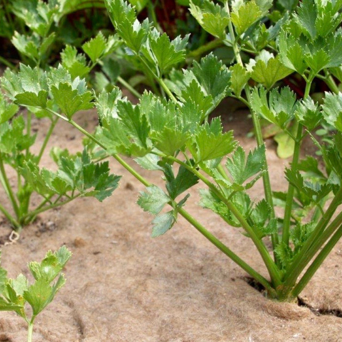 Fårullsmatta Jabo Agrimpex Växter