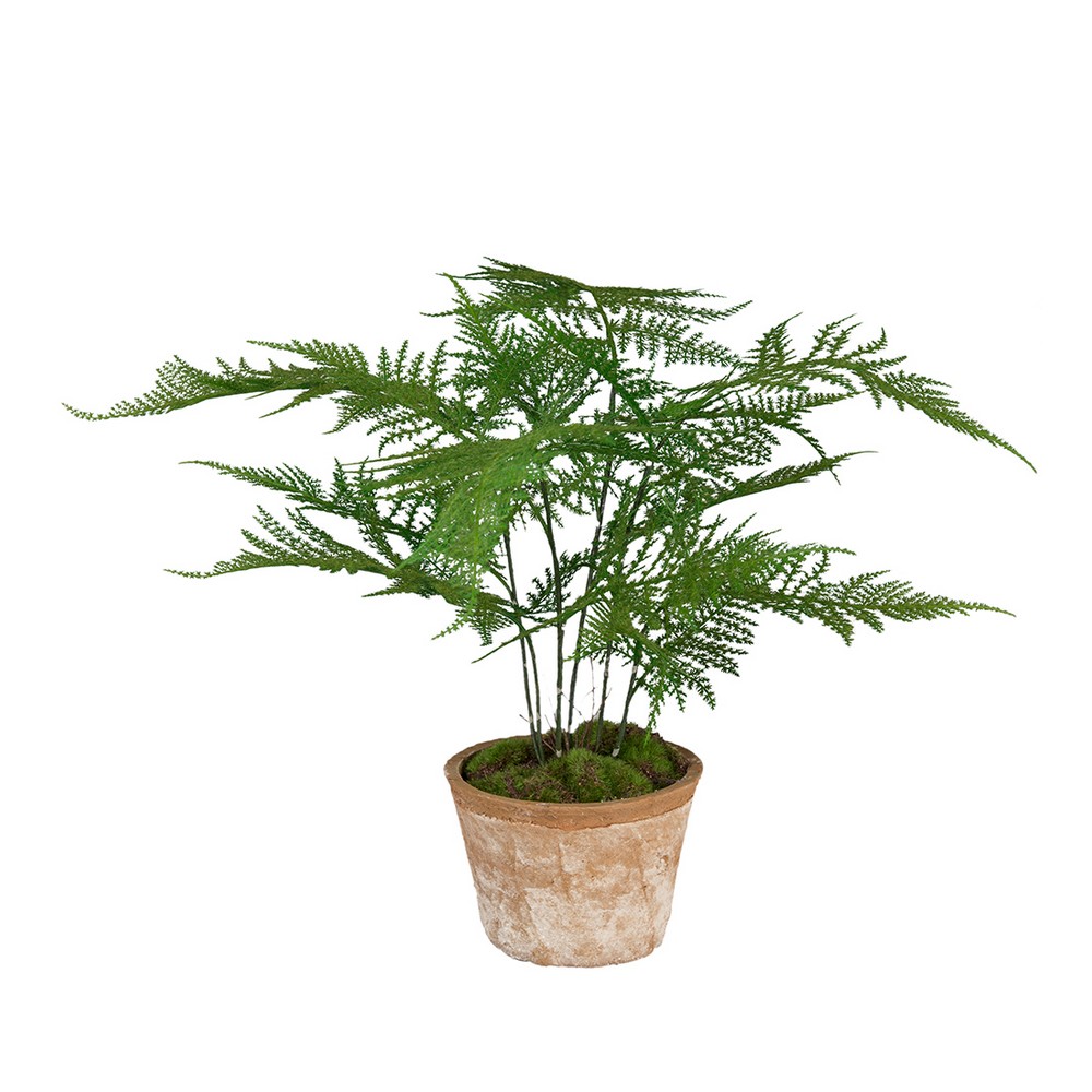 Konstväxt Fröken Fräken Plumosus 35 cm Grön