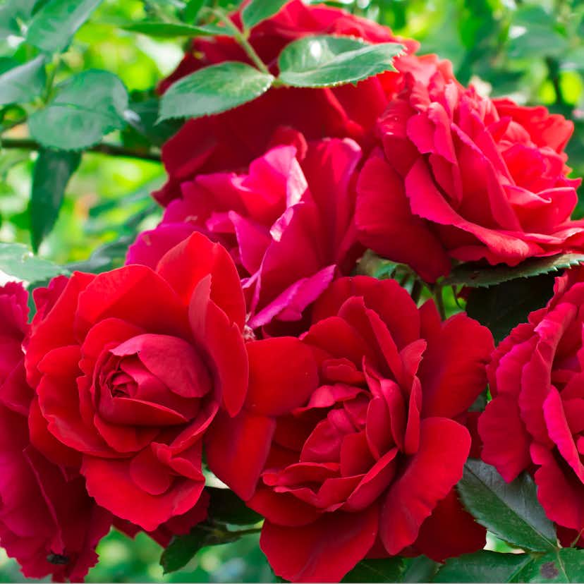 Omnia Garden Storblommig Klätterros Flammentanz Röd Rosa "Flammentanz", 1-pack GTG28040