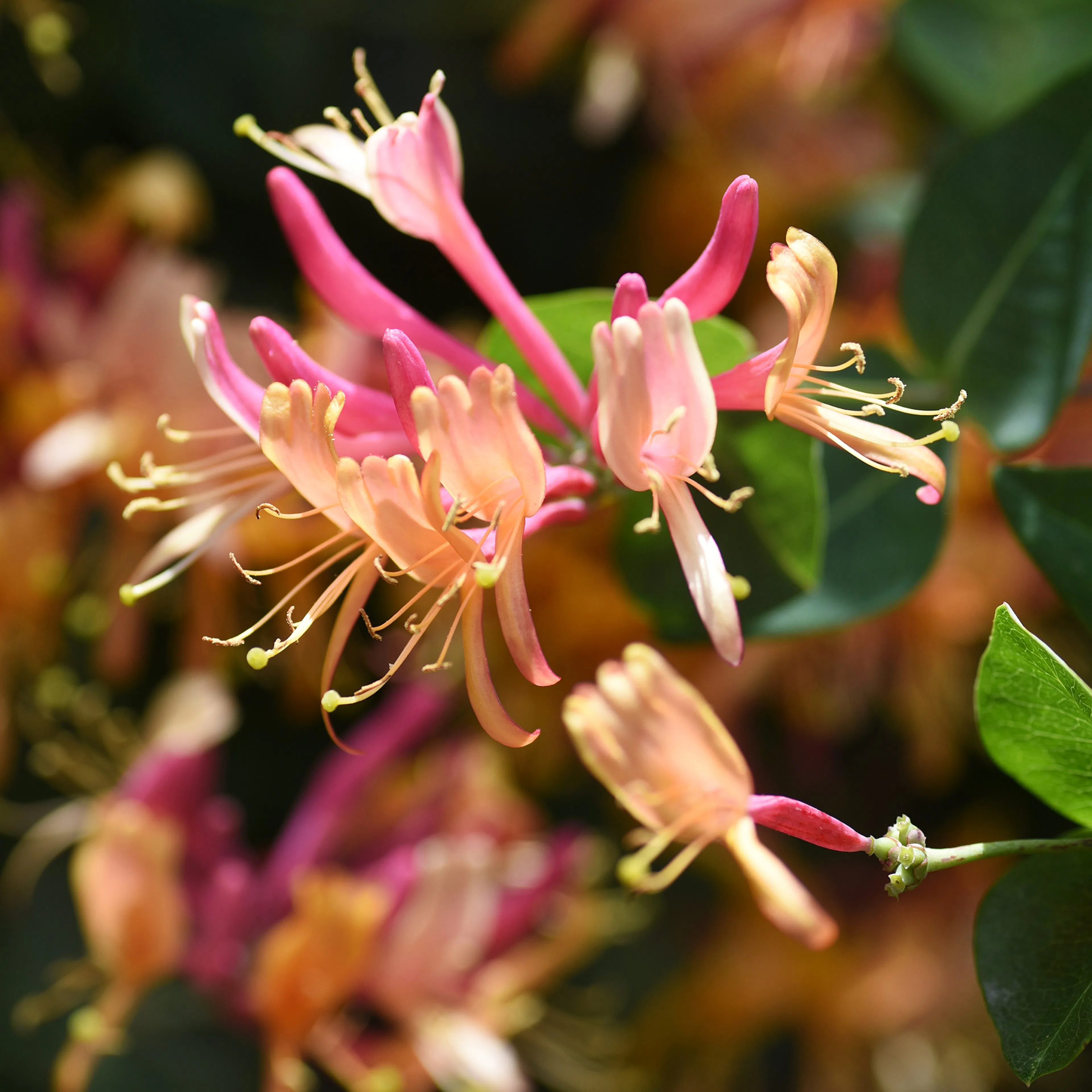 Klätterväxt Blomsterkaprifol Omnia Garden Goldflame 40-60 cm