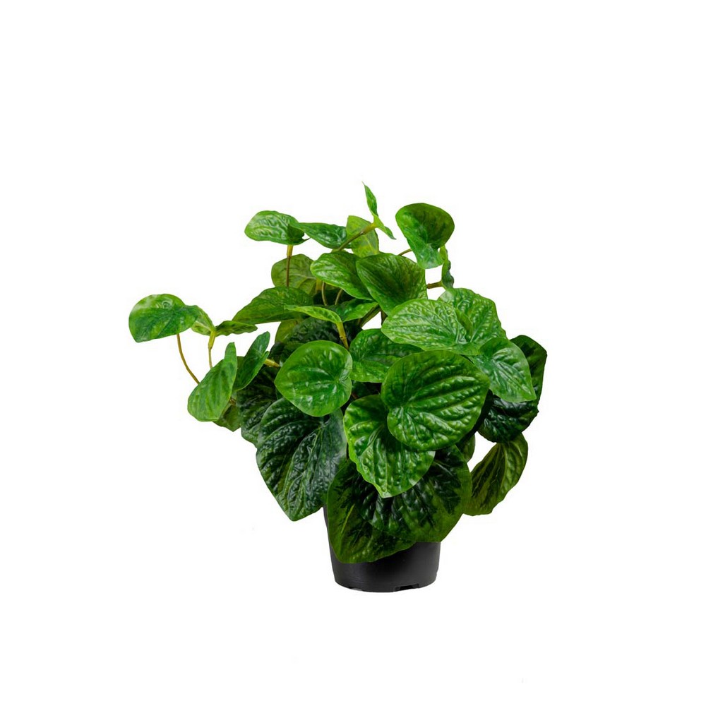 Konstväxt Fröken Fräken Peperomia Grön 25 cm