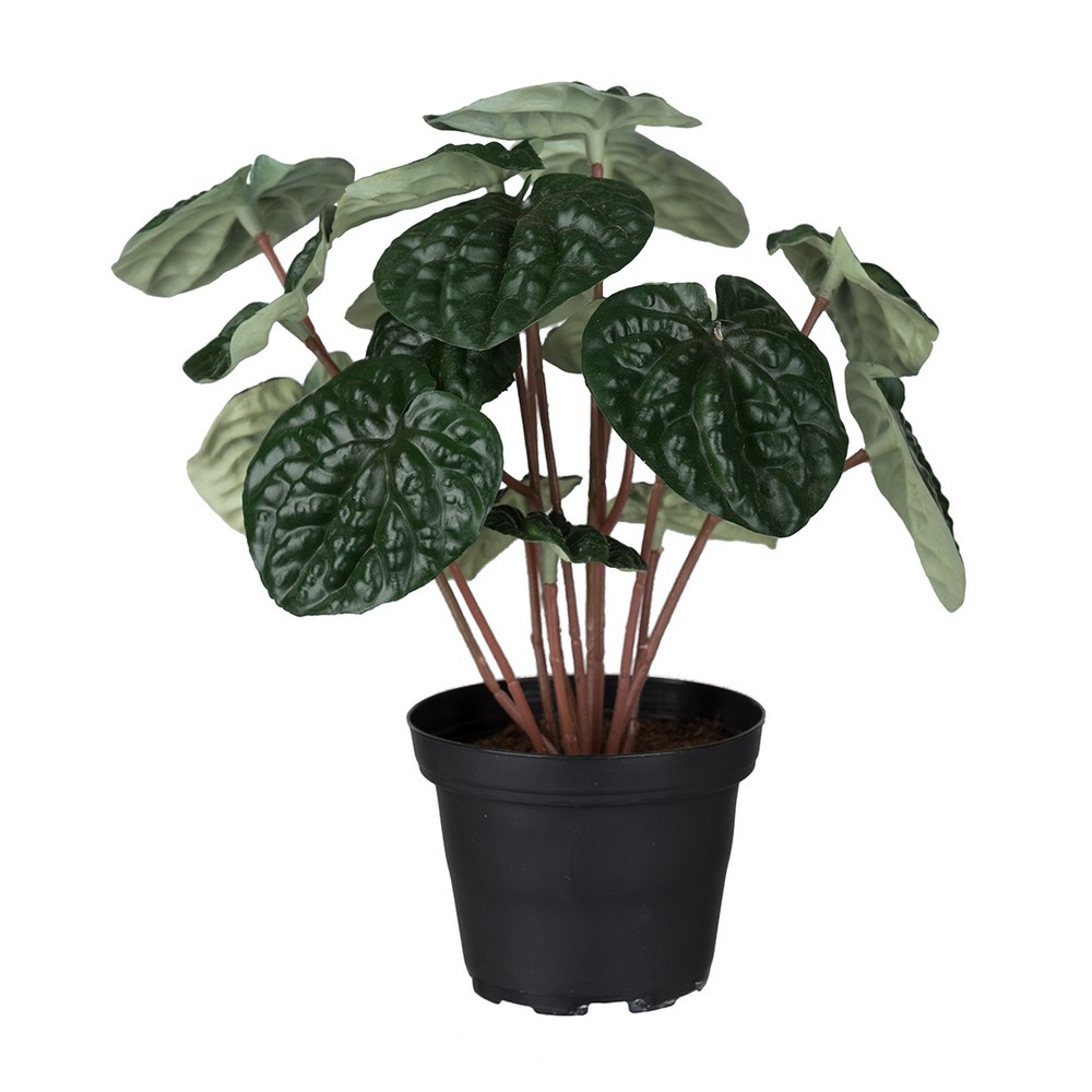Konstväxt Fröken Fräken Peperomia
