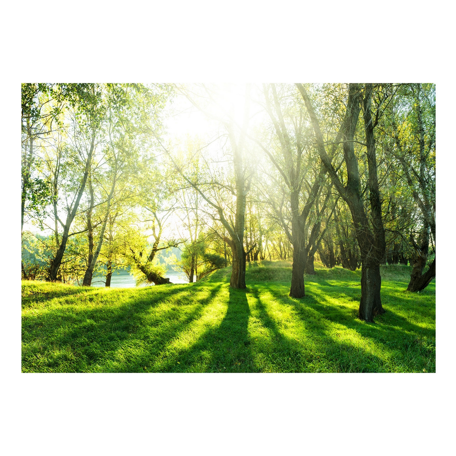 Fototapet Arkiio Självhäftande Sunny May Day