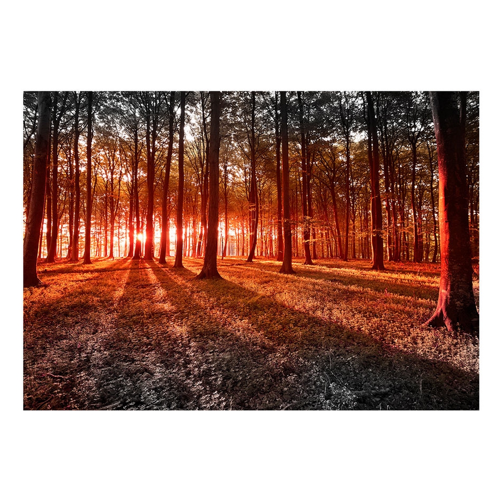 Fototapet Arkiio Självhäftande Autumn Morning In The Forest