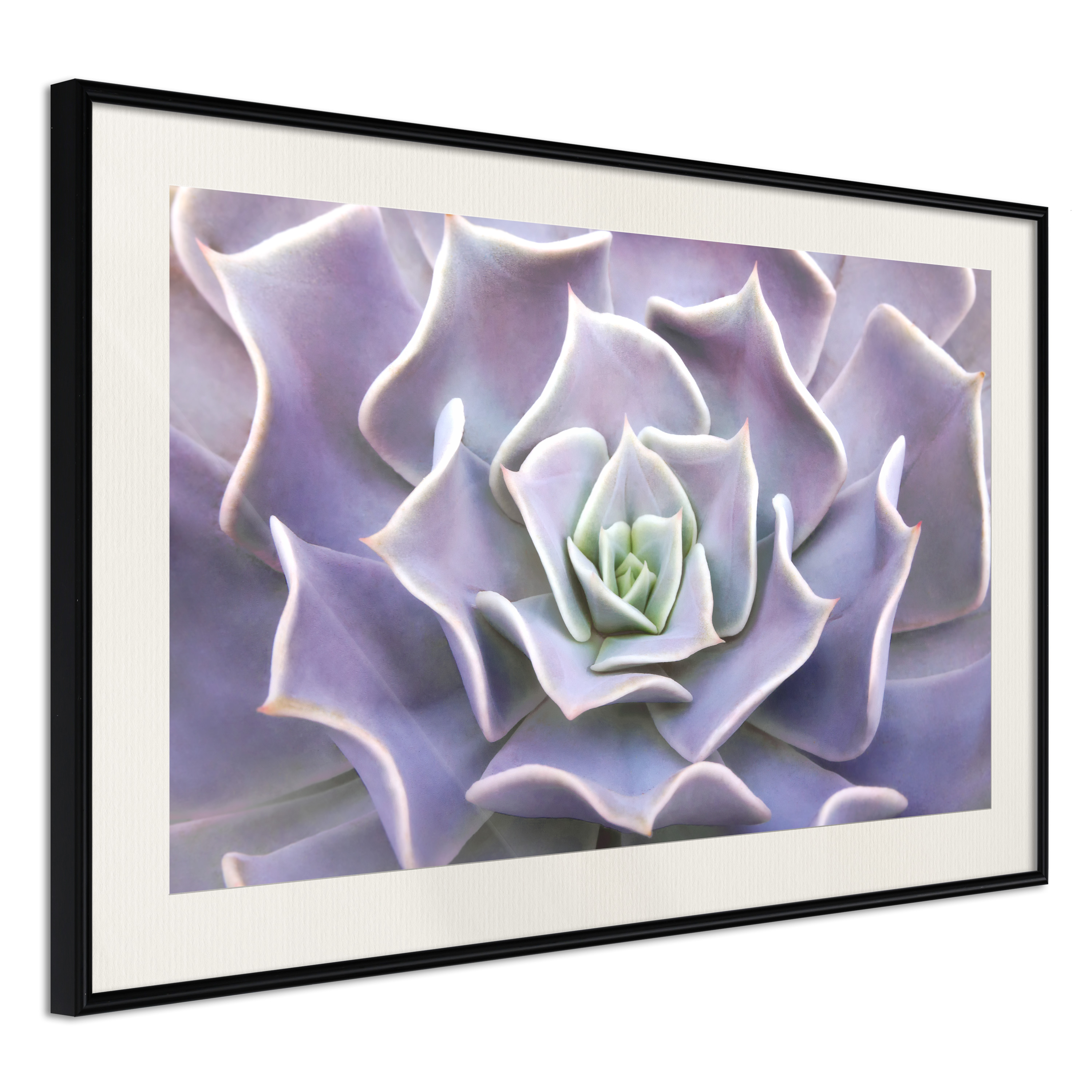 Poster Artgeist Affisch Purple Succulent