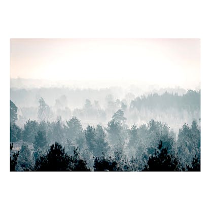 Fototapet skog Fototapet skog