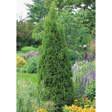 Ädeltuja Omnia Garden Smaragd 80-100 cm