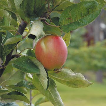 Äppelträd Omnia Garden Åkerö