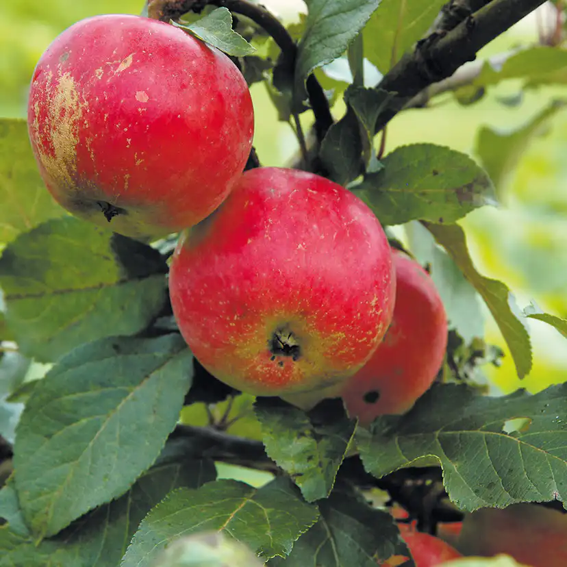 Äppelträd Omnia Garden Alice GTG25225P Bygghemma.se