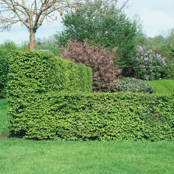 AvenBok Omnia Garden 30-50 cm