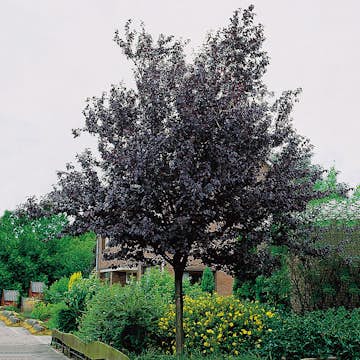 Prydnadsträd Blodplommon Omnia Garden 100-120 cm