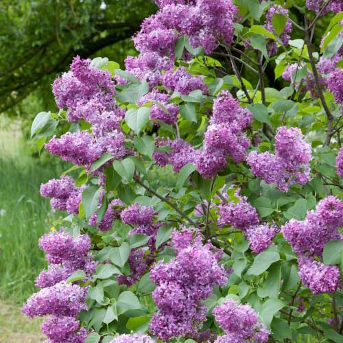 Buske Omnia Garden Syrén 50-80cm 2-4 Grenar