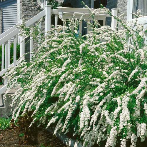 Buske Omnia Garden Norsk Brudspirea Grefsheim 80-100 cm 50-pack