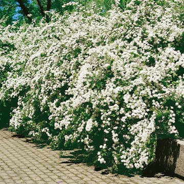 Buske Omnia Garden Bukettspirea 50-80 cm