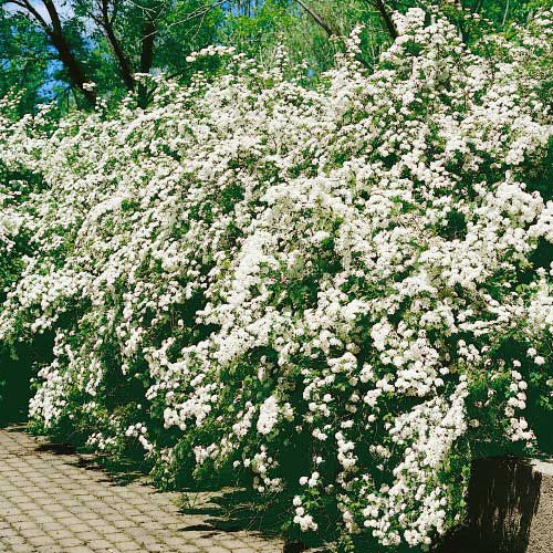 Buske Omnia Garden Bukettspirea 80-100 cm