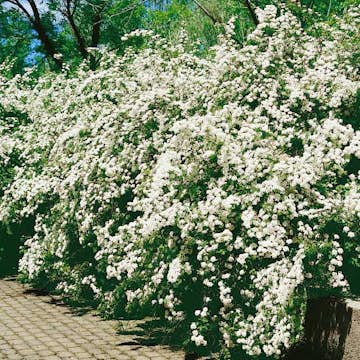 Buske Omnia Garden Bukettspirea 80-100 cm