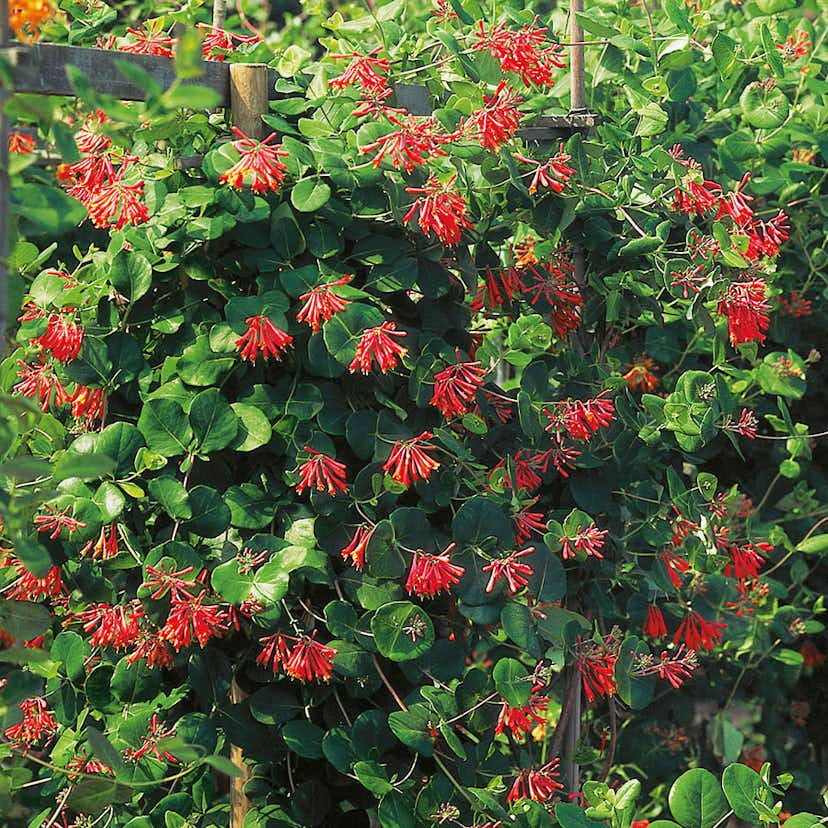 Klätterväxt Eldkaprifol Omnia Garden 40-60 cm 1 st/frp